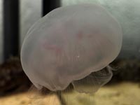 Ulmaridae